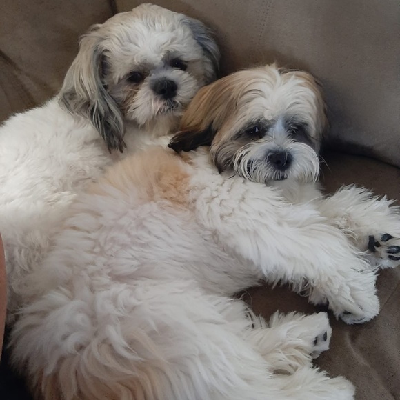 Meet your Posher “Teri Lynn” - Picture 7 of 10